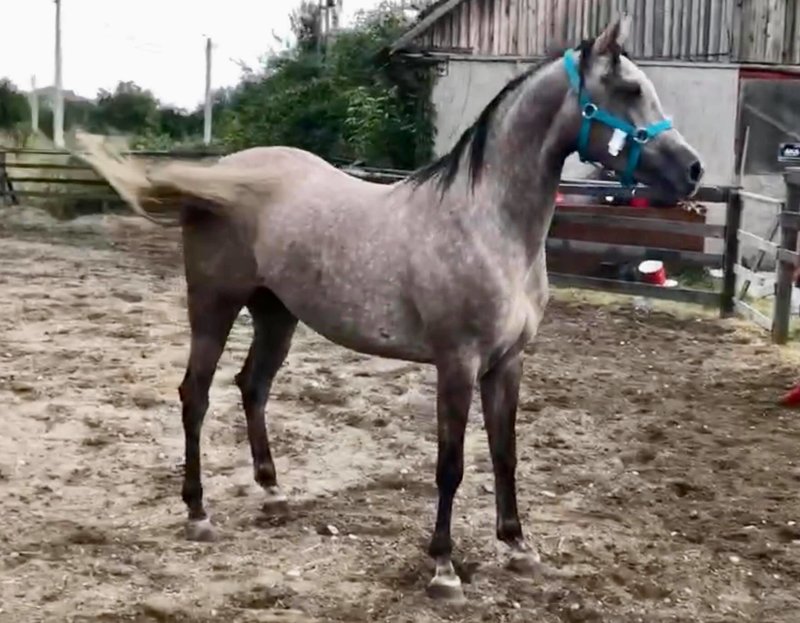 Lucky Horse Endurance - Cursuri de calarie