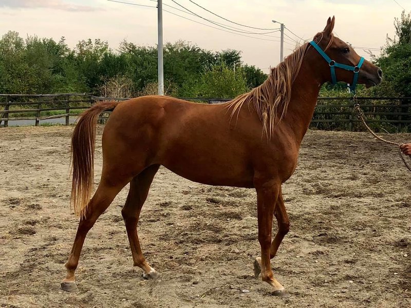 Lucky Horse Endurance - Cursuri de calarie